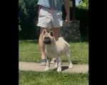 Američka akita